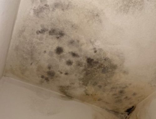 What Does Mold Smell Like?