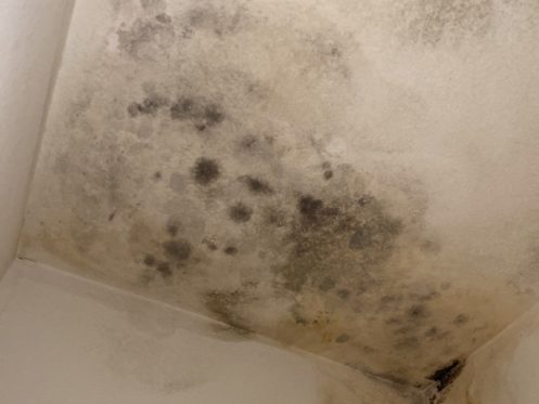 visible mold on the ceiling inside a home