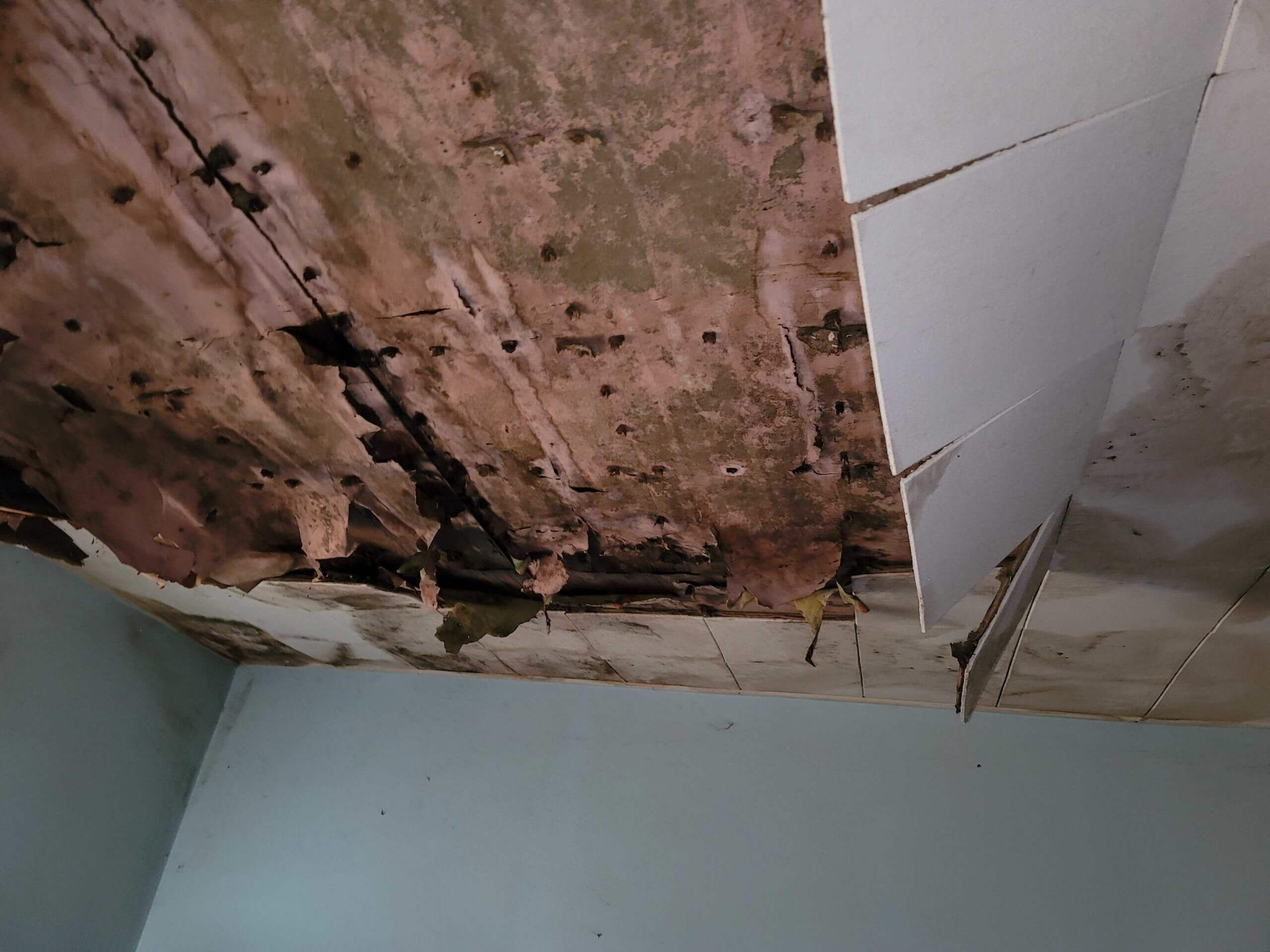 Severe water damage and mold on the ceiling. The ceiling is starting to collapse.