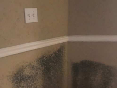visible mold on the wall inside a home