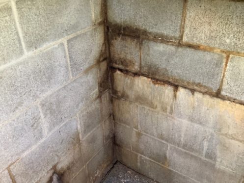 visible mold on a brick wall inside a home