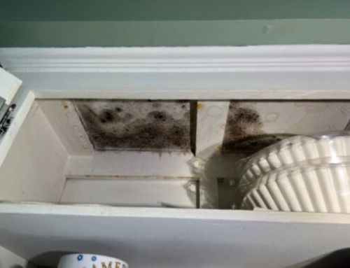 Mold vs. Mildew: What Is the Difference?