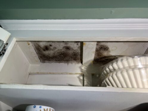 visible mold on the ceiling inside a home