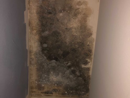 visible mold formed on a ceiling
