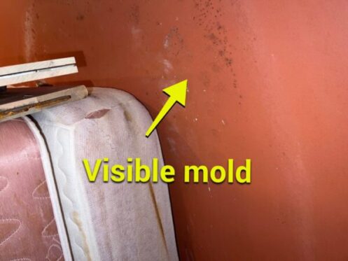 visible mold on an orange wall inside a home
