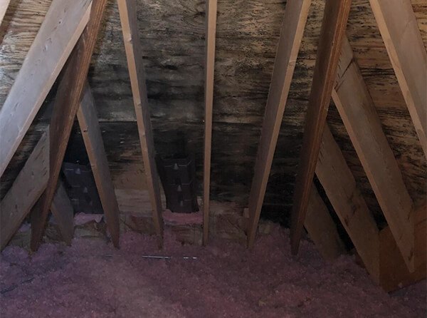Visible mold in the attic of a home