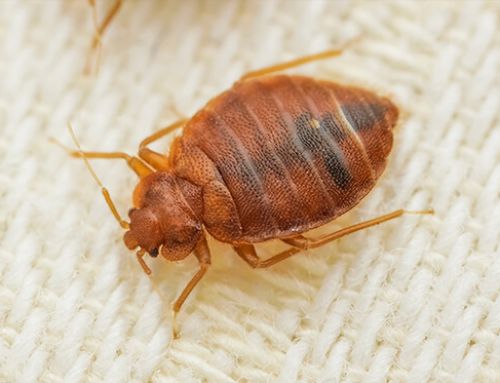 Getting Smart: 4-Step Treatment Checklist for Bedbugs
