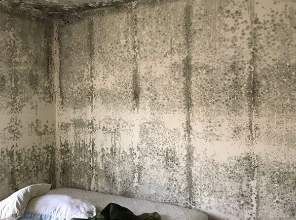 A bedroom with severe mold all over the walls