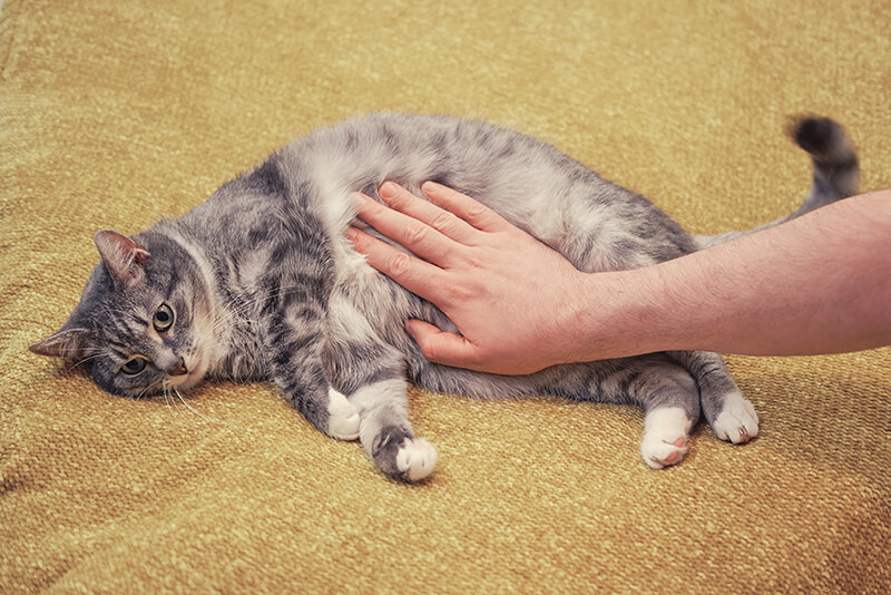 A sad looking cat laying on floor. A man's hand is touching the cat.