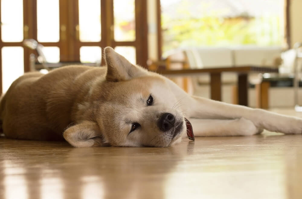 Dog laying on the floor inside home