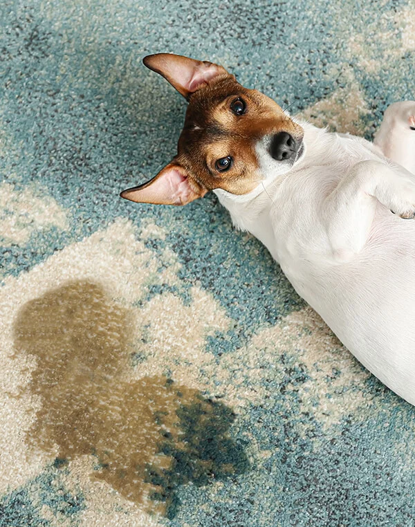 Dog laying down on a carpet with the dog's urine next it