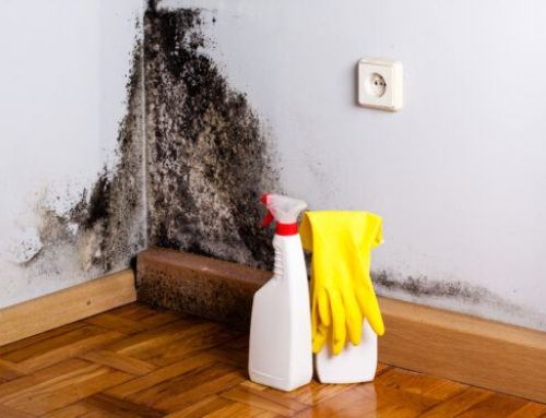 How to Find a Reliable Mold Contractor
