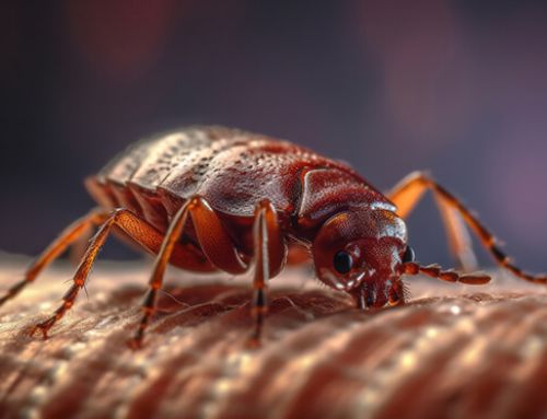 Bedbugs 101: What Are They and Where Do They Come From?