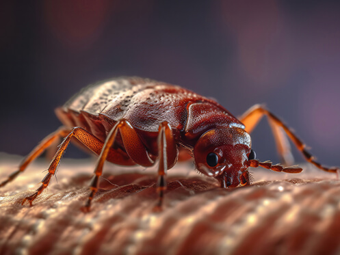 Closeup of a Bed bug