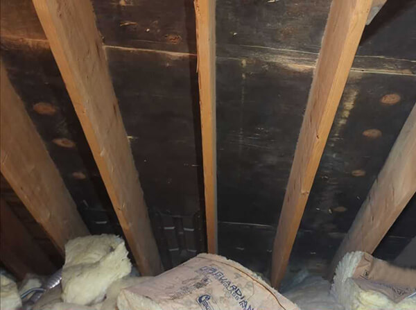 Visible mold in the attic of a home