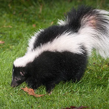Skunk outside on the grass