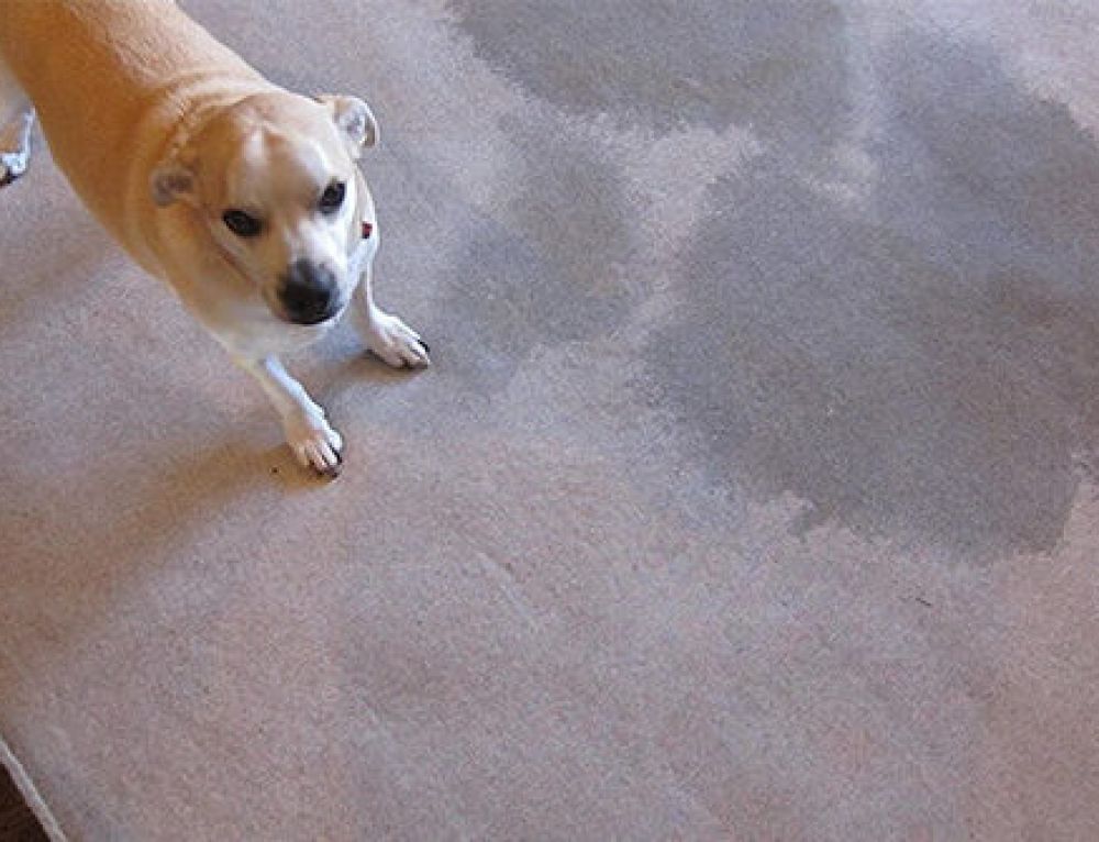 How to Remove Odor From Carpet Pur360
