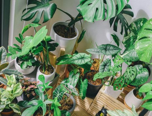 Do indoor plants improve air quality?