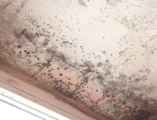 What Is Black Mold?