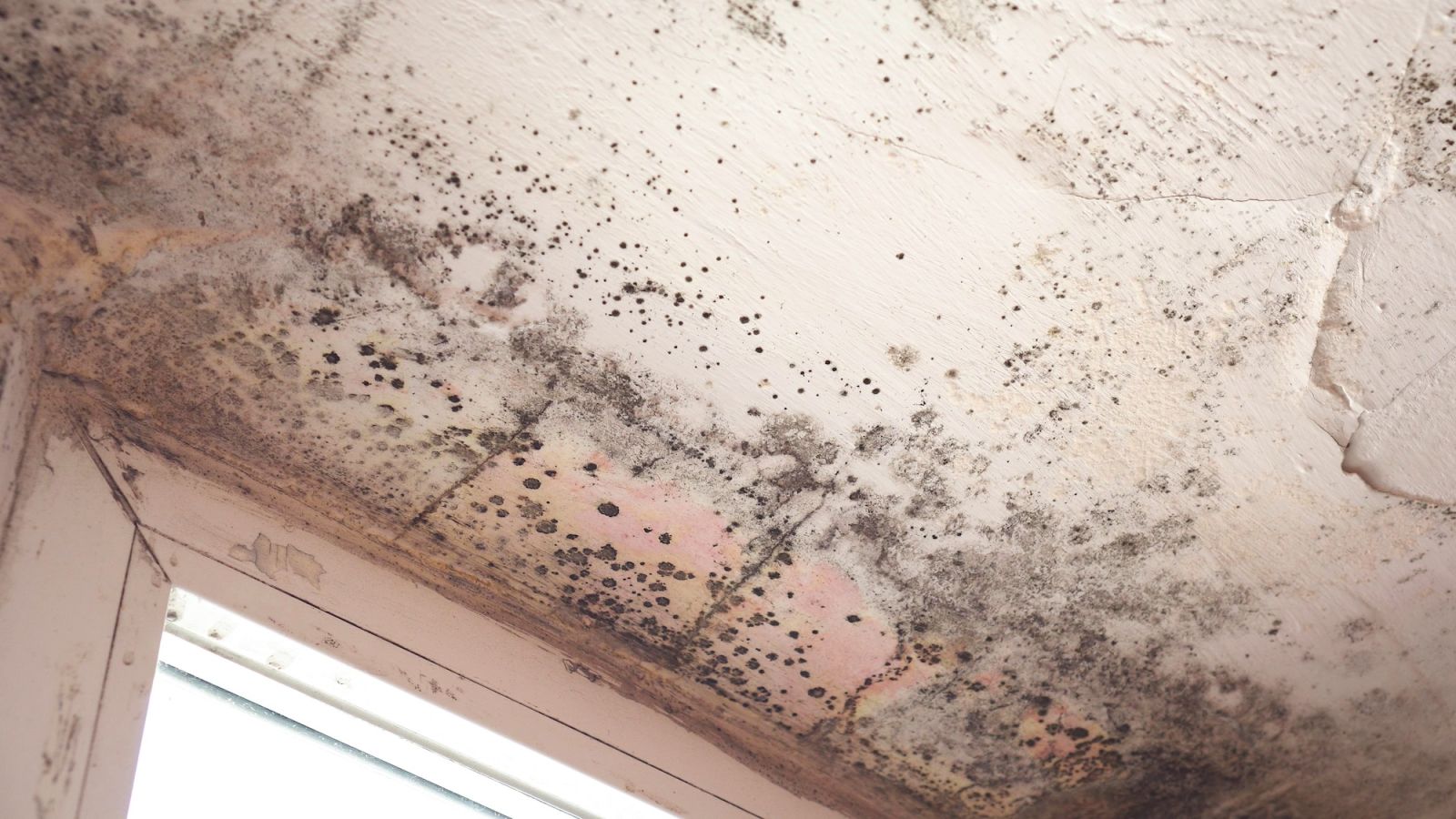 Stachybotrys chartarum also known as black mold or toxic black mold. The mold in cellulose-rich building materials from damp or water-damaged buildings.