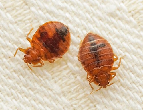 Bedbugs: More Information Than You Wanted to Know