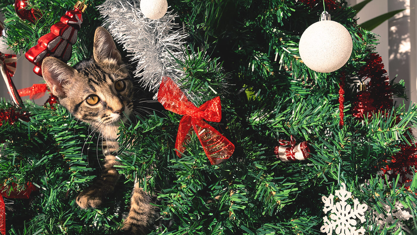 Christmas tree with cat inside it